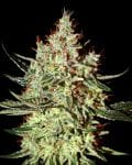 K - Train Feminised Seeds-gh-ktrain