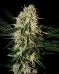Arjan's Haze #3 Feminisiert Samen-gh-arj-haze-3