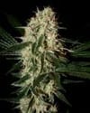 Arjan's Haze #3 Feminisiert Samen-gh-arj-haze-3