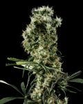 Arjan's Haze #2 феминизирани семена-gh-arj-haze-2