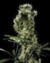 Arjan's Haze #2 Feminisiert Samen-gh-arj-haze-2