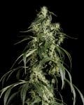 Arjan's Haze #1 Feminizada Semillas-gh-arj-haze-1
