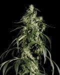 Arjan's Haze #1 Feminisiert Samen-gh-arj-haze-1