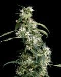 Arjan's Ultra Haze #2 Feminised Seeds-gh-arj-ult-haze-2