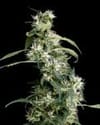 Arjan's Ultra Haze #2 Feminisiert Samen-gh-arj-ult-haze-2