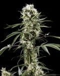 Super Lemon Haze Feminised Seeds-gh-super-lem-haze