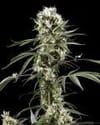Super Lemon Haze Feminisiert Samen-gh-super-lem-haze