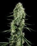 Super Silver Haze Feminized Seeds-gh-s-silver-haze