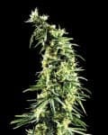 Hawaiian Snow Feminised Seeds-gh-hawaii-snow