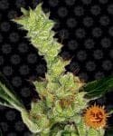 Dr Grinspoon Feminizada Sementes-dr-grinspoon-fem