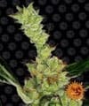 Dr Grinspoon Feminized Seeds-dr-grinspoon-fem
