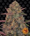 Pineapple Chunk Feminised Seeds-barneys-pineapple-fem