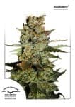 Blueberry Auto θηλυκοποιημένα σπόροι-dp-auto-blueberry-fem