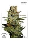 Blueberry Auto Feminisiert Samen-dp-auto-blueberry-fem