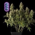 Blueberry Auto феминизирани семена-auto-blue
