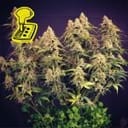 Lemon Auto Feminised Seeds-auto-lemon