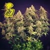 Lemon Auto Feminised Seeds-auto-lemon