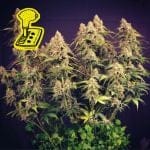 Lemon Auto Feminised Seeds-auto-lemon