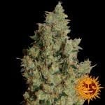 Tangerine Dream Feminizada Semillas-bf-tangerine-fem