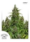 Mazar Auto Feminised Seeds-dp-automazar-fem
