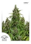 Mazar Auto Feminized Seeds-dp-automazar-fem