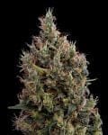 Big Bang Auto Feminizované Semena-gh-bbauto-fem