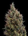Big Bang Auto Feminisiert Samen-gh-bbauto-fem