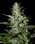 Super Critical Auto Feminiserad Frön-gh-scauto-fem
