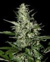 Super Critical Auto Feminized Seeds-gh-scauto-fem