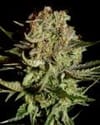 Super Bud Feminisiert Samen-gh-superbud-fem