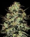 Moby Dick Feminized Seeds-gh-mobydick-fem