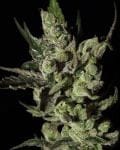 Exodus Cheese Feminisiert Samen-gh-exodus-fem