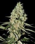 Super Critical Feminized Seeds-gh-superc-fem