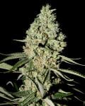 Super Critical Feminiseret Frø-gh-superc-fem