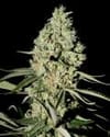Super Critical Feminized Seeds-gh-superc-fem
