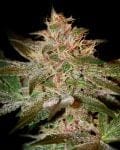 Pure Kush Feminised Seeds-gh-purek-fem