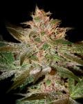 Pure Kush Feminised Seeds-gh-purek-fem