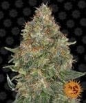Pineapple Express Auto Feminisiert Samen-bf-pineexp-af