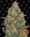 Pineapple Express Auto Feminisiert Samen-bf-pineexp-af