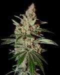 Chem Dog феминизирани семена-gh-chemdog-fem