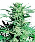 Shiva Skunk Feminised Seeds-sensi-ssk-fem