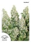 Think Different Auto Feminised Seeds-dp-thinkdifferent-auto