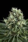 Indoor Mix Feminised Seeds-RQS-Imix-Fem
