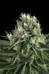 Indoor Mix Feminisiert Samen-RQS-Imix-Fem