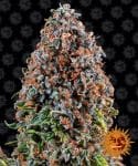 Critical Kush Feminiseret Frø-BFSCK-Fem