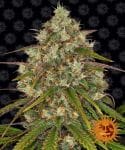Liberty Haze Féminisée Graines-BFSLH-Fem