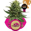 Blue Mystic Feminisiert Saatgut-RQS-BM-Fem