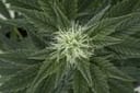 Outdoor Mix Auto Feminisiert Samen-RQS-OMA-Auto-Fem