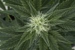 Outdoor Mix Auto Feminiseret Frø-RQS-OMA-Auto-Fem