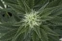 Outdoor Mix Auto Feminisiert Samen-RQS-OMA-Auto-Fem